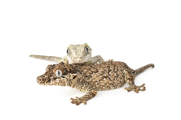 Gargoyle Gecko — Stok Foto