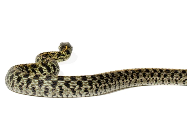 Serpente giarrettiera — Foto Stock