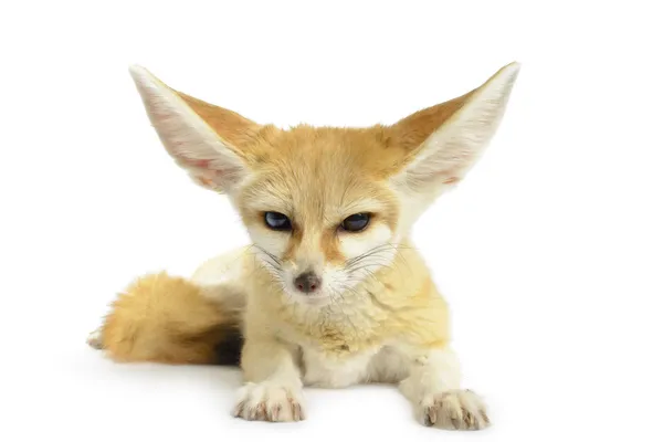 Renard fennec — Photo