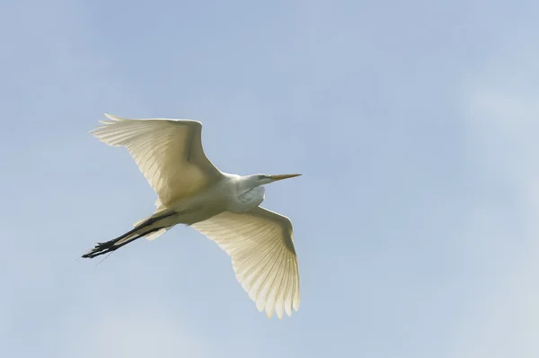 Μεγάλος egret — Φωτογραφία Αρχείου