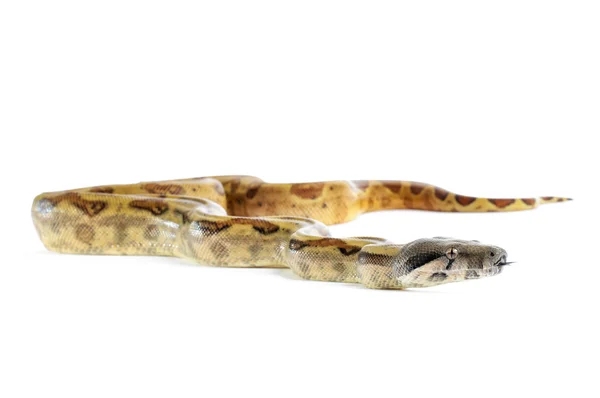 Wieprz wyspie boa constrictor — Zdjęcie stockowe