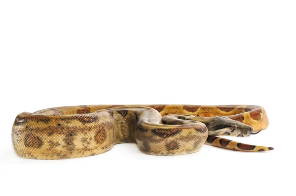 Wieprz wyspie boa constrictor — Zdjęcie stockowe