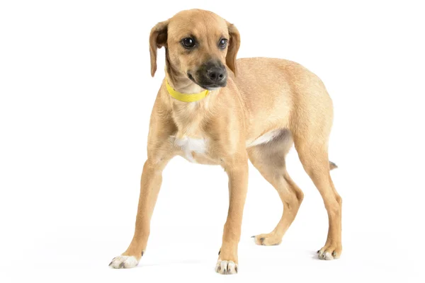 Mastino mix cucciolo isolato su bianco — Foto Stock