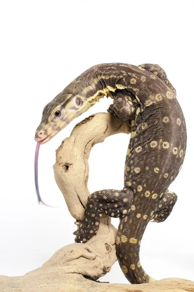 Endonezya su monitör - varanus salvator