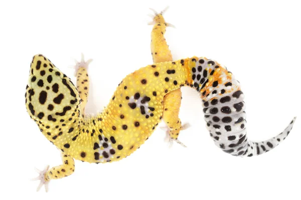 Leopard gecko — Stockfoto