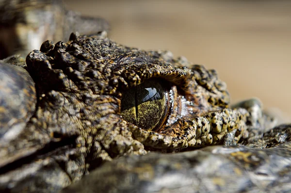 Occhio di coccodrillo — Foto Stock