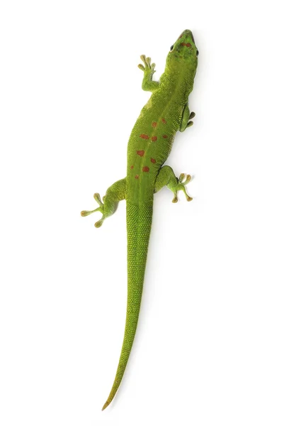Madagaskar gün gecko