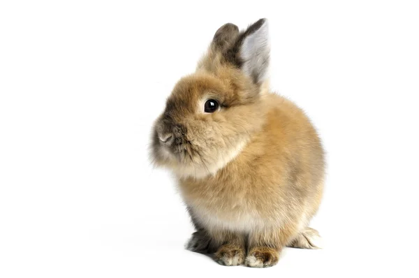 Lionhead Rabbit — Stock Photo, Image