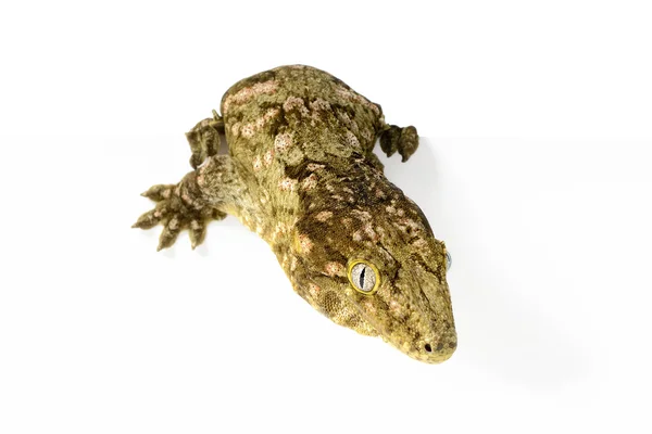 Nya caledonian jätte gecko — Stockfoto