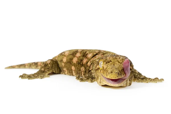 Nuevo gigante caledonio Gecko — Foto de Stock