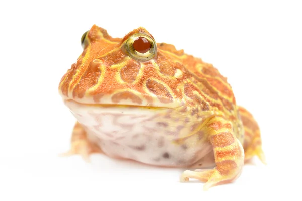 Pac man kurbağa — Stok fotoğraf