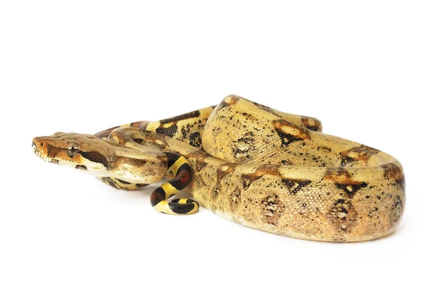 Kırmızı kuyruklu boa