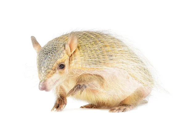 Armadillo peludo gritando —  Fotos de Stock