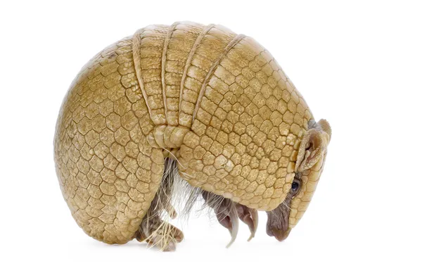 Üç şeritli armadillo