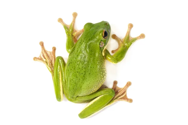 Beyaz dudaklı ağaç kurbağası