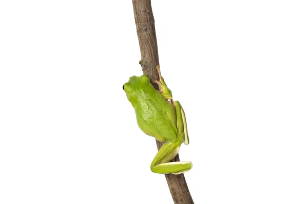 Rana blanca de árbol con labios —  Fotos de Stock