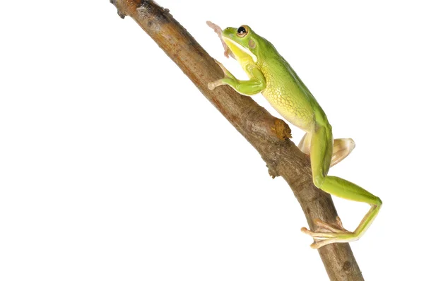 White Lipped Tree Frog - Litoria Infrafrenata — Stock Photo, Image