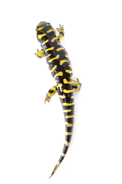 Salamandra tigre — Fotografia de Stock