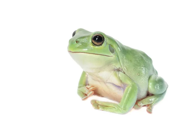 Whites Tree Frog — Stock Photo, Image