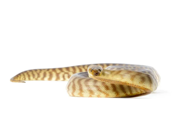 Frauenpython — Stockfoto