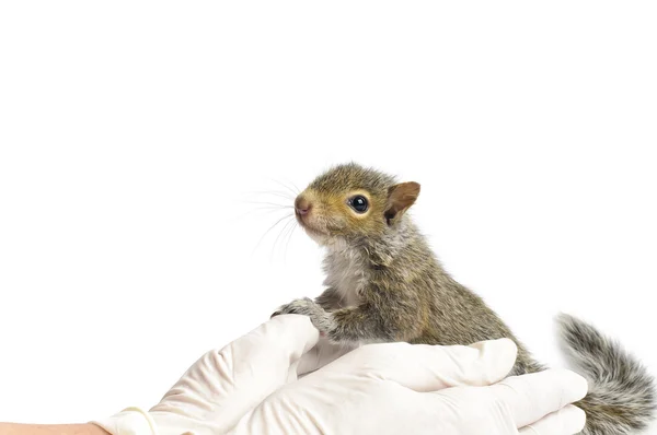 Μικρά γκρι σκίουρος — Φωτογραφία Αρχείου