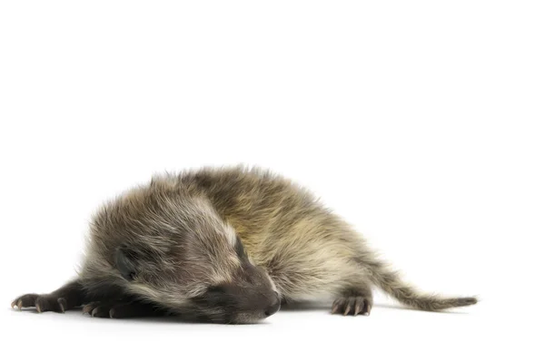 Young Raccoon — Stock Photo, Image