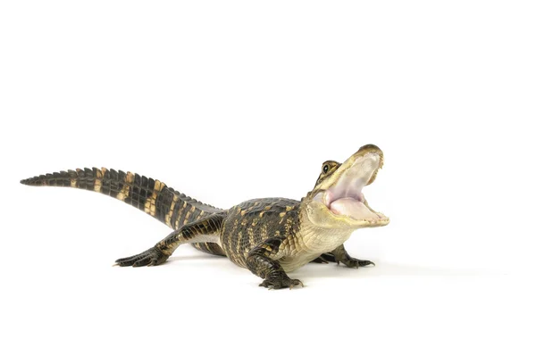 Amerikan timsahı - alligator mississippiensis