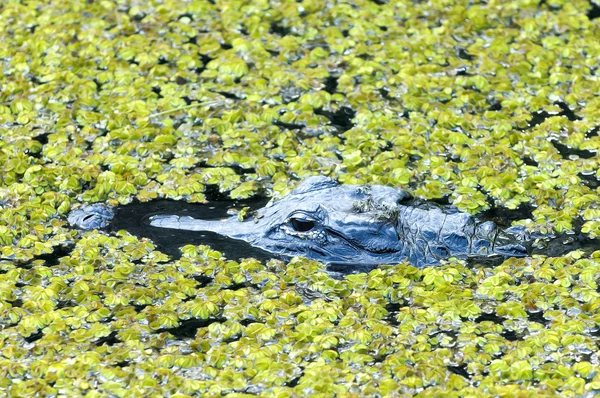 American Alligator - Alligator Mississippiensis — Stock Photo, Image