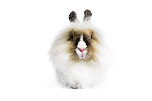 Ангора Лион Голова Кролика — стоковое фото