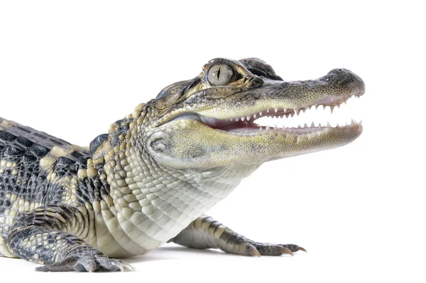 Aligator amerykański - alligator mississippiensis — Zdjęcie stockowe