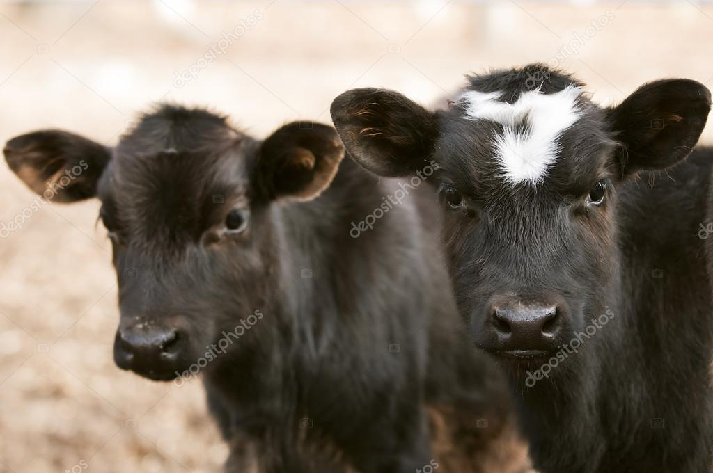 Curious Chocolate Cows