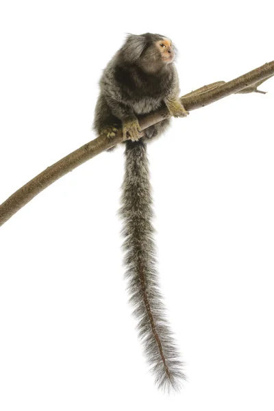 Mono Marmoset — Foto de Stock