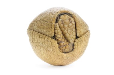 Üç şeritli armadillo