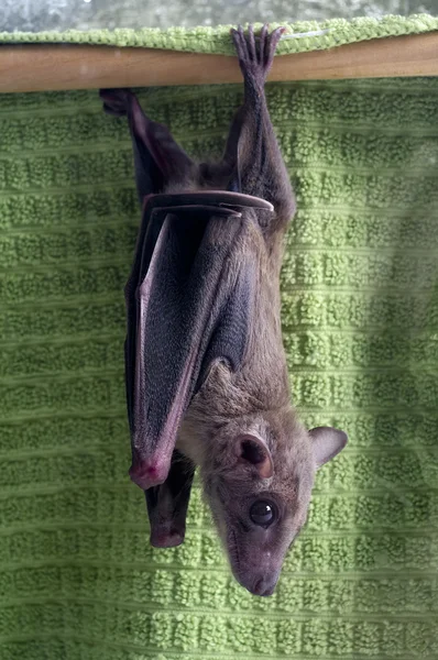 Mısır meyve yarasası