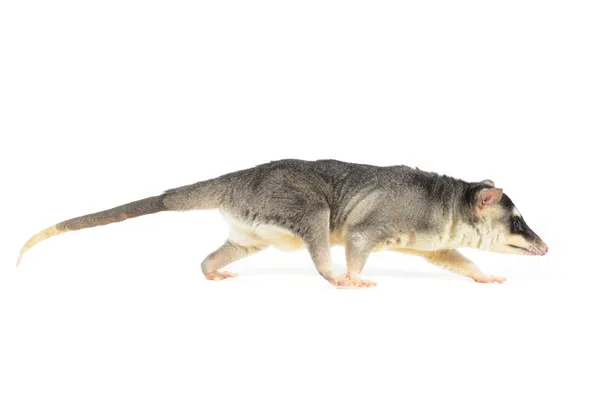 dört gözlü keseli