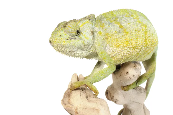 Půvabná chameleon — Stock fotografie