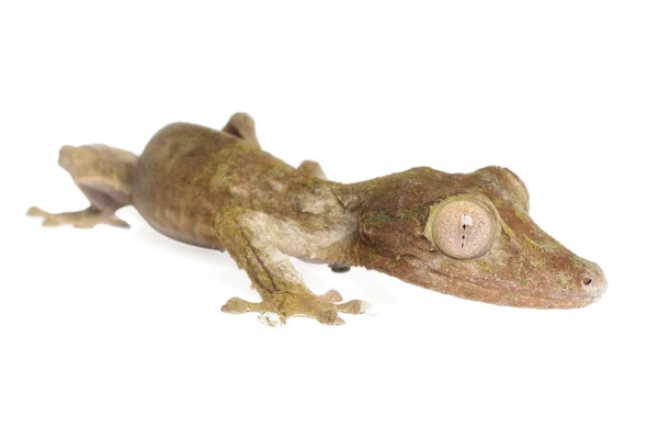 Blad-tailed gecko — Stockfoto