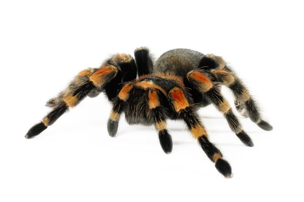 Turuncu diz tarantula