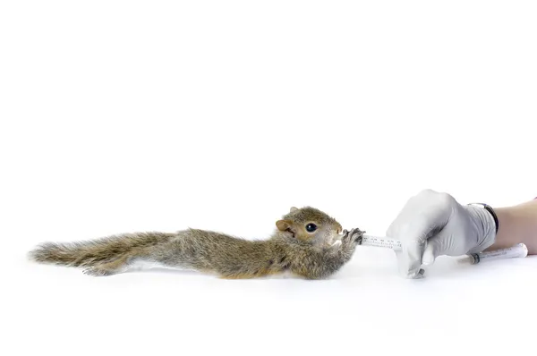 Alimentazione delle siringhe di scoiattolo — Foto Stock