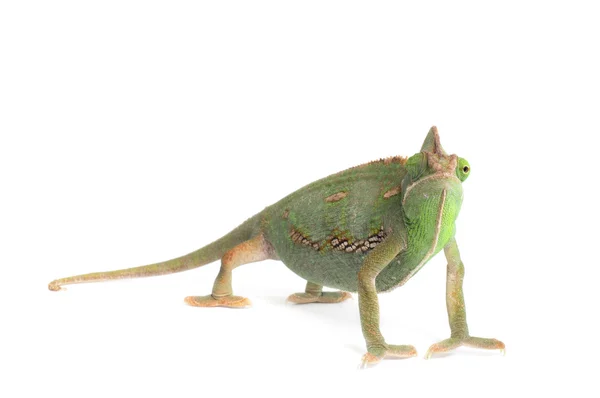 Veiled Chameleon — Stock Photo, Image