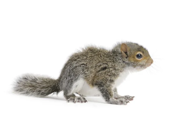 Jonge gray squirrel — Stockfoto