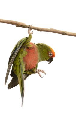 Paradise Gold Capped Conure clipart