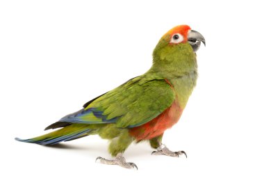 cennet altın conure kaydetmeyi başarmıştır.