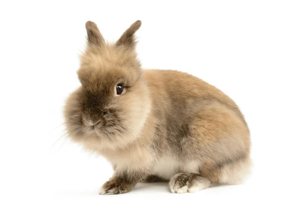 Lion Head Rabbit — Stock Photo, Image