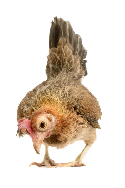 Старый Английский петух курица — стоковое фото