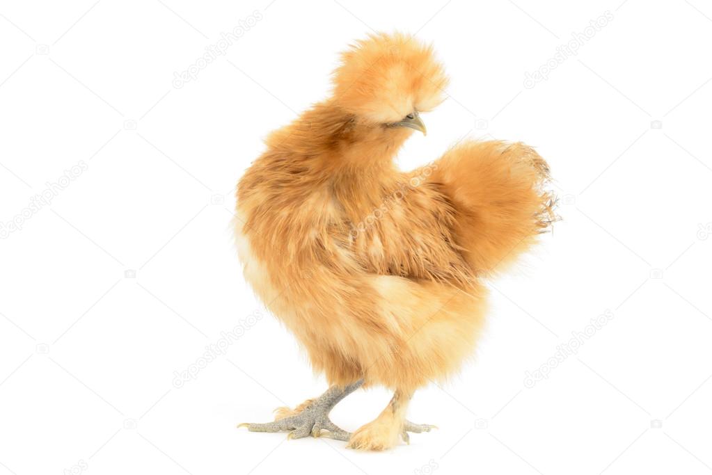 Silkie Chicken