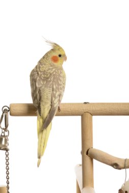 Beyaz cockatiel