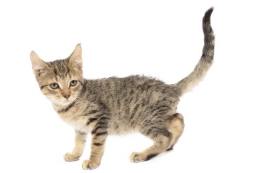 kahverengi tekir kedi yavru kedi