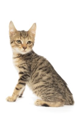 kahverengi tekir kedi yavru kedi