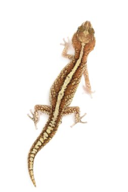 Beyaz Panther gecko